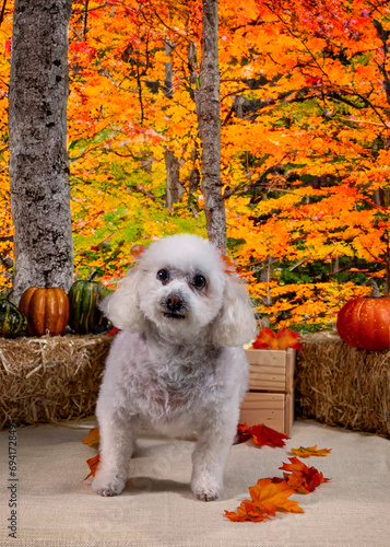 Cute Autumn time dogs with brightly colored leaves in the Fall
