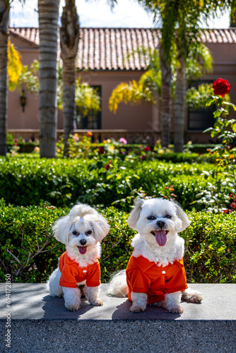 Dogs wearing clothes enjoying the park
