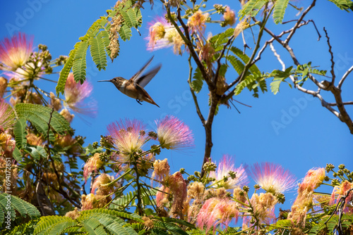 Hummingbird in flight among flowers 