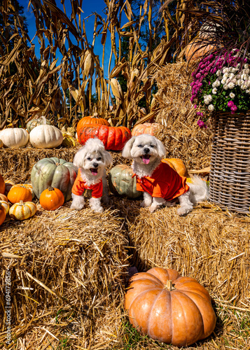 Cute dogs with Fall Harvest Pumpkin Patches