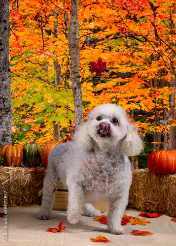 Cute Autumn time dogs with brightly colored leaves in the Fall