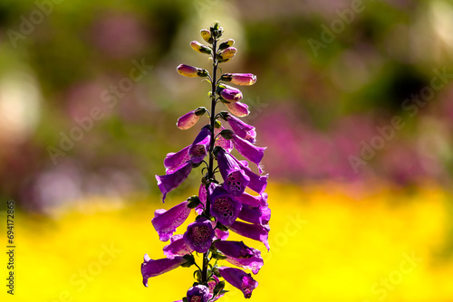 Purple Iris Flower