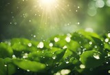 Nature Background - Abstract Leaves Dew Drops & Sunshine stock photoBackgrounds, Green Color, Environmental Conservation, Nature,