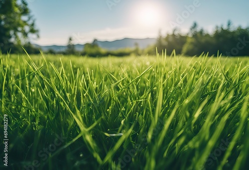 Lush green grass with blue sky background stock photoSky, Grass, Blue, Backgrounds, Springtime