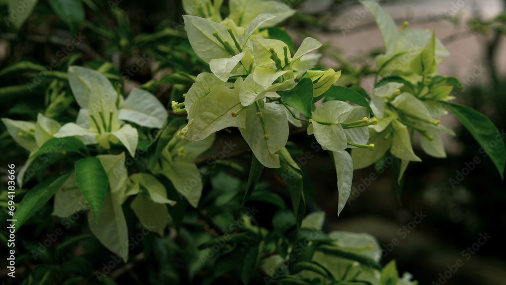 leaves in the garden leaves in the garden