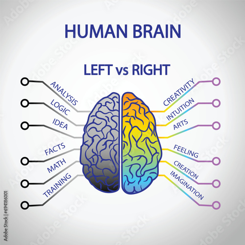 human brain anatomy with left and right function