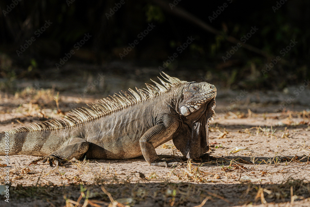 iguana on the tree iguana on the tree