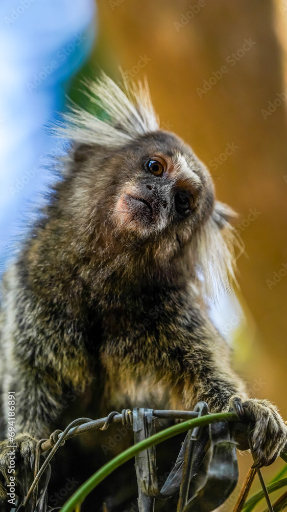 Monkey Monkey
