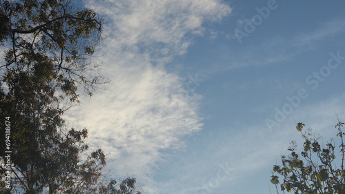 Tree Branches On A Blue Sky Background