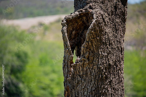 Old dry trunk of a tree on a green background with copy space.