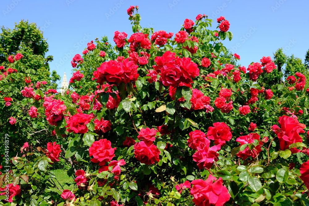 Vienna Austria - Rose garden - People's Garden - blooming rose flower bush