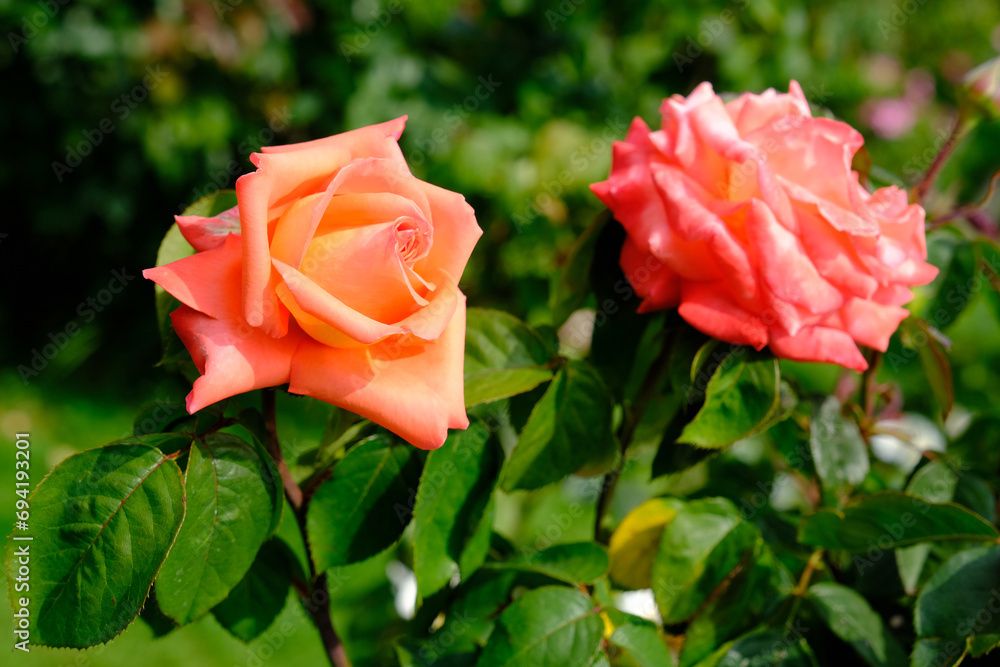 Vienna Austria - Rose garden - People's Garden - blooming rose flower bush Vienna Austria - Rose garden - People's Garden - blooming rose flower bush