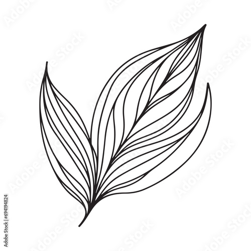 aesthetic decorative line art illustration of leaf  floral