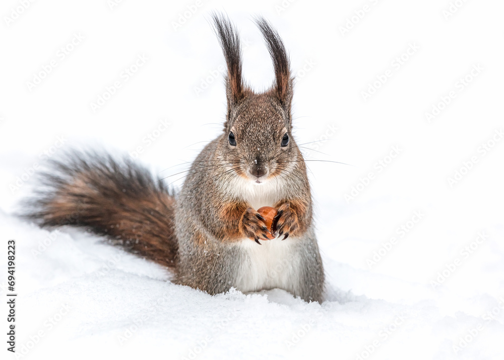 red squirrel sitting in deep snow with nut in paws. closeup view.