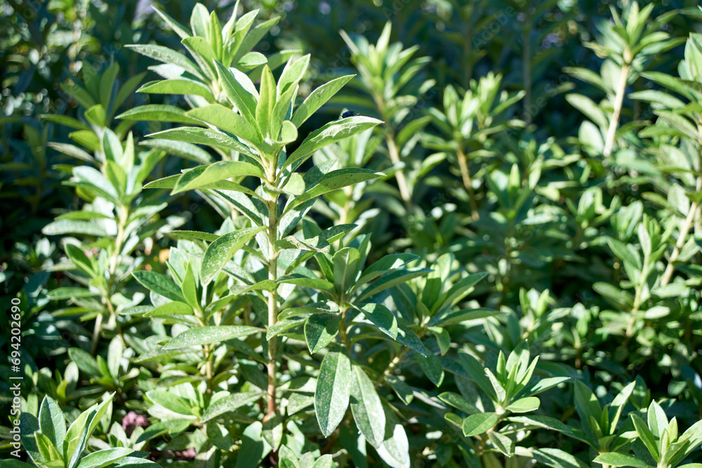 植え込みのツツジの葉が茂っている 植え込みのツツジの葉が茂っている