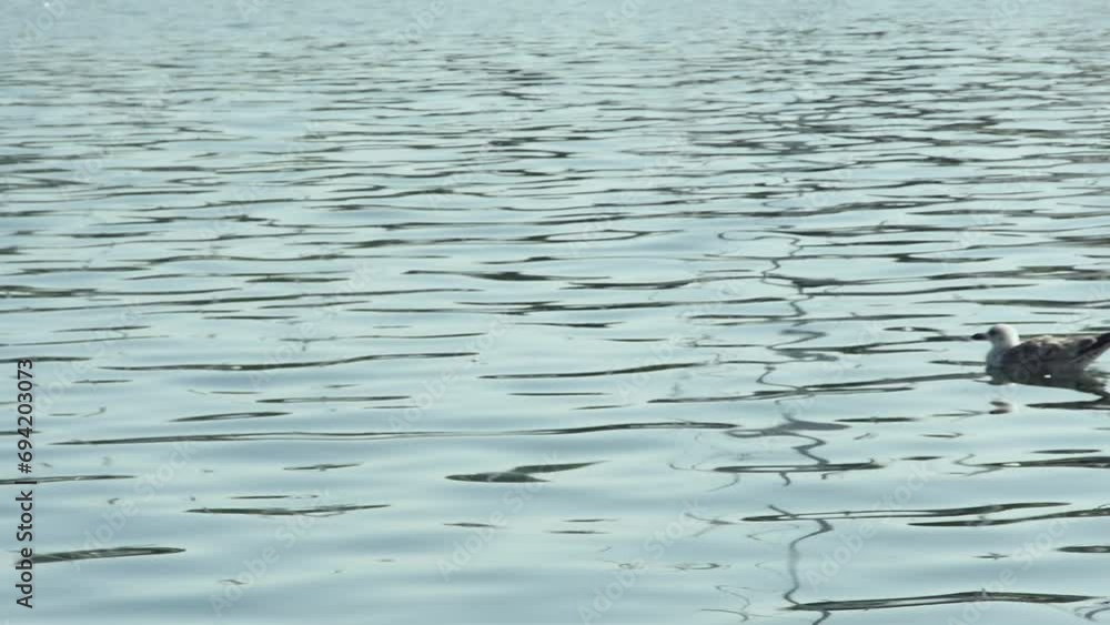 small sailboat moored at sea in retro style next to seagull, in slow motion small sailboat moored at sea in retro style next to seagull, in slow motion