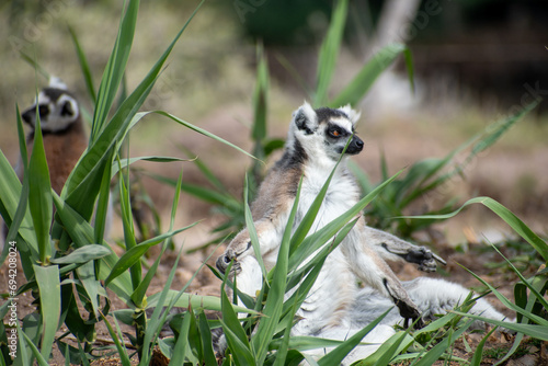Ring tailed lemur (Lemur catta) sitting and resting