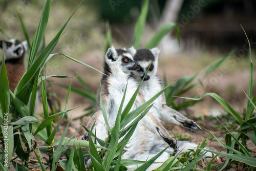 Ring tailed lemur (Lemur catta) sitting and resting