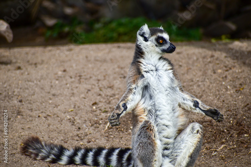 Ring tailed lemur (Lemur catta) sitting and resting