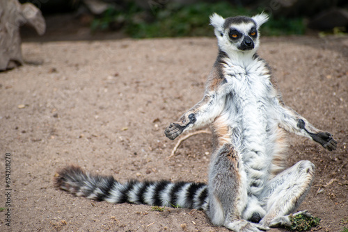 Ring tailed lemur (Lemur catta) sitting and resting