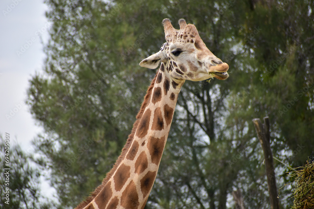 Close up of giraffe eating from bush in a Safari Close up of giraffe eating from bush in a Safari