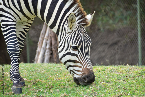 zebra eating grass  africam Safari  Puebla  Mexico 