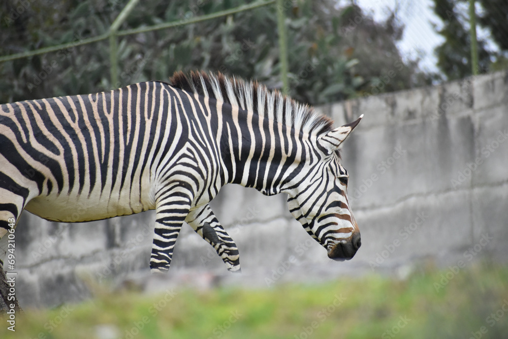 zebra eating grass, africam Safari, Puebla, Mexico zebra eating grass, africam Safari, Puebla, Mexico
