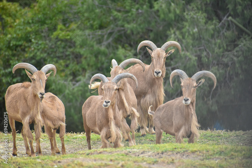 herd of goats in a Safari in Mexico  wildlife sanctuary 