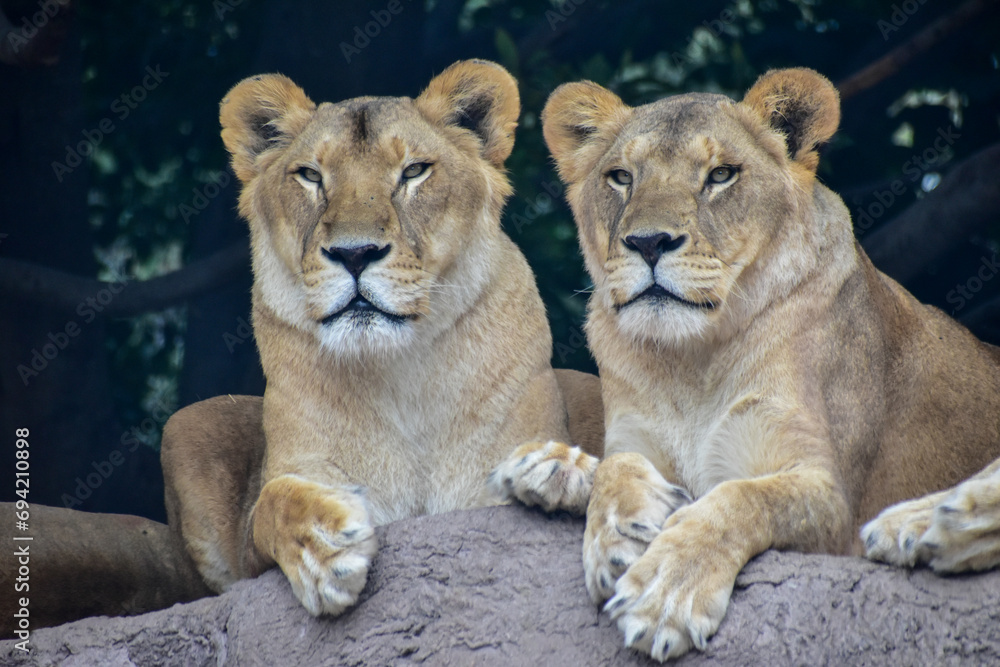 The lioness resting, lying on a rock in a Safari in Puebla The lioness resting, lying on a rock in a Safari in Puebla