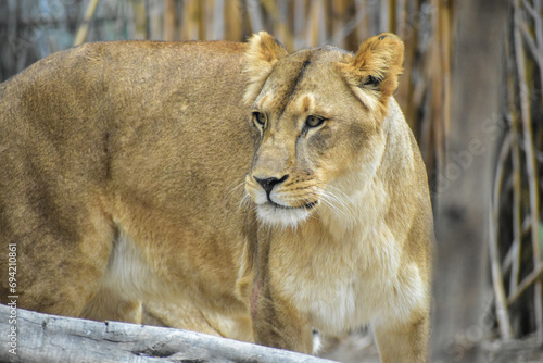 Lioness in a Safari in Puebla