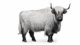 Black and white yak (Bos grunniens or Bos mutus) isolated on white background. Generative AI