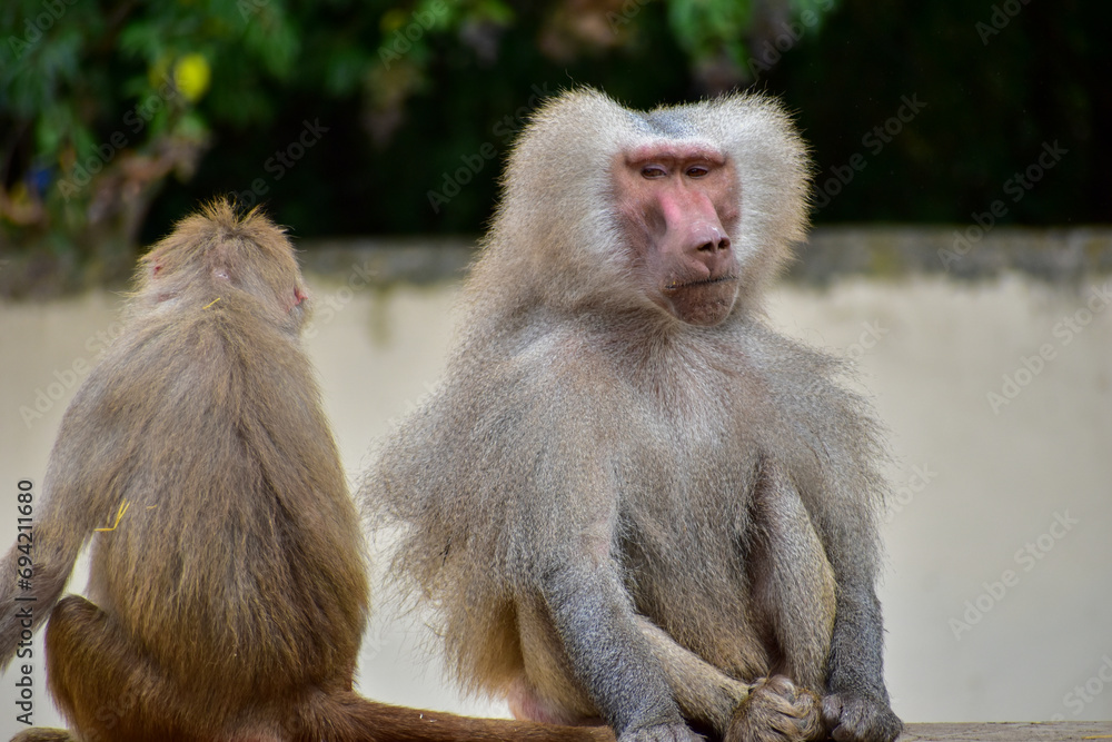 Naklejka premium Hamadryas baboon (Papio hamadryas) removing lice. Cercopithecidae.