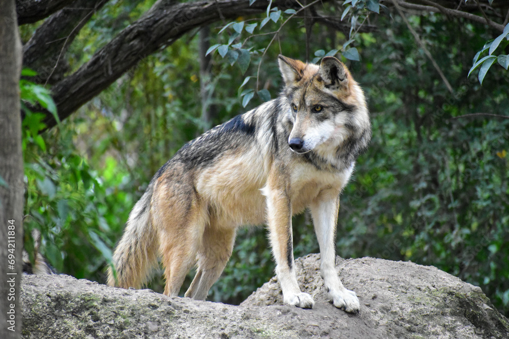 Mexican wolf standing on a rock in the forest