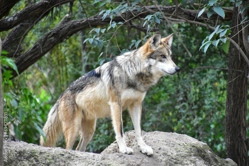 Mexican wolf standing on a rock in the forest © Karen Yomalli