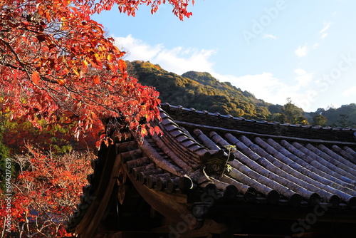 autumn leaves with old tiled roof of temple, rural scenery in Nara, Japan