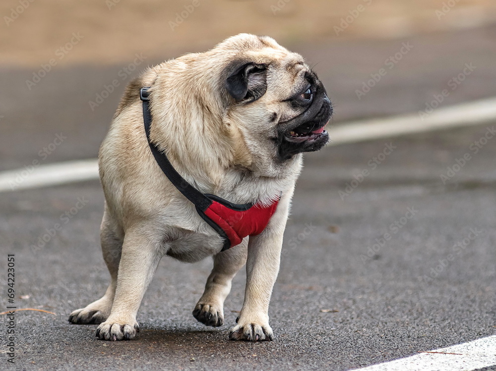 portrait of a pug dog breed French bulldog on a walk