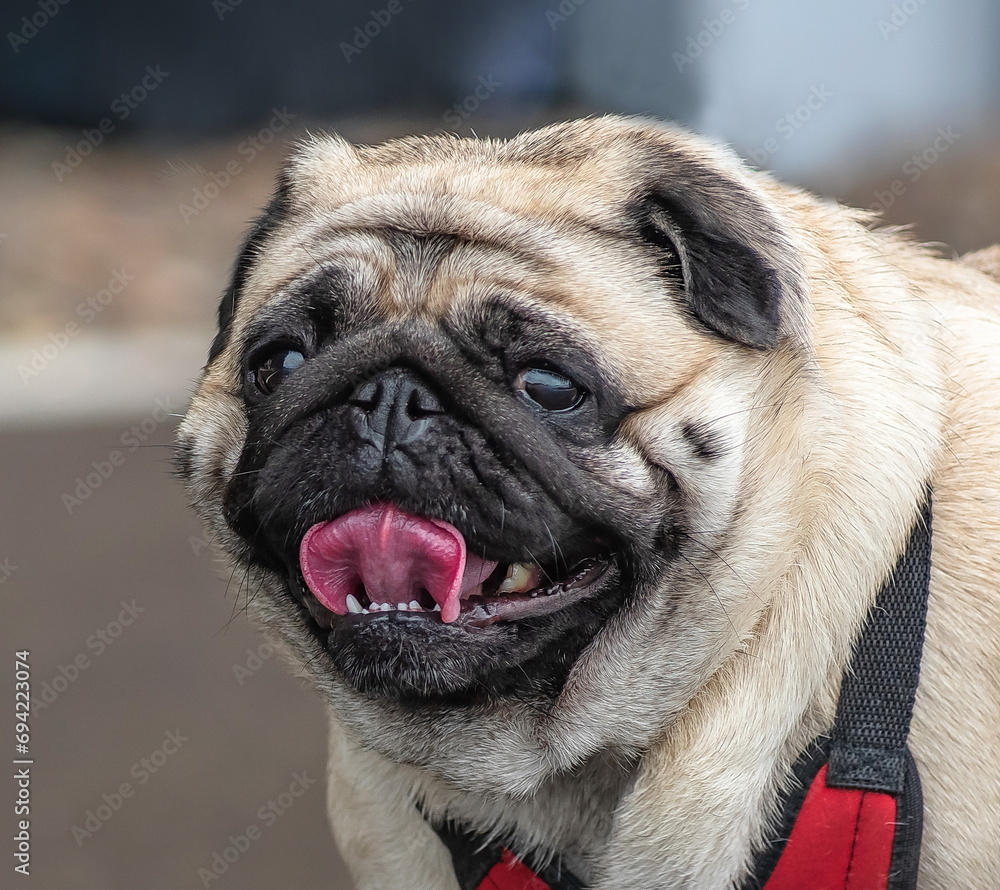 portrait of a pug dog breed French bulldog on a walk