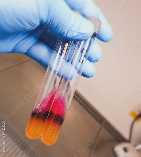 Salmonella detection method by using Triple Sugar Iron (TSI) Agar in microbiology laboratory. photo