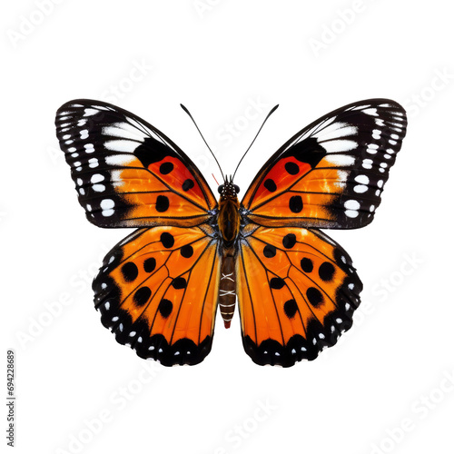 Graceful Butterfly in Isolated on Transparent Background