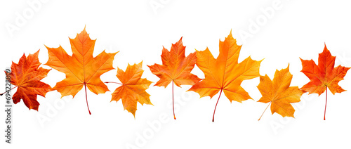 Colorful maple leaves that lie against a Transparent background.