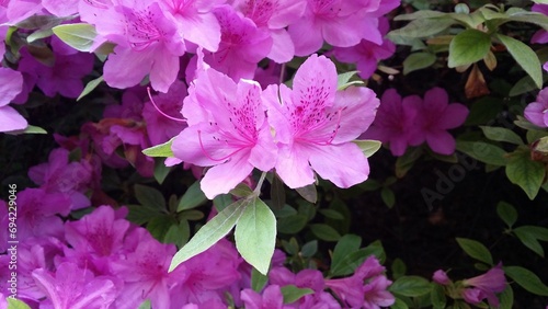 봄에 피는 아름다운 분홍 철쭉 - rhododendron, pink flowers photo