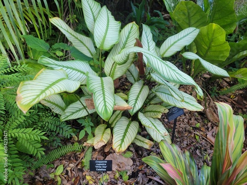 White star Calathea, or Goeppertia Majestica features striking soft light green leaves with bold, zebra-like stripes of light green. Its vibrant pattern and unique foliage great for indoors