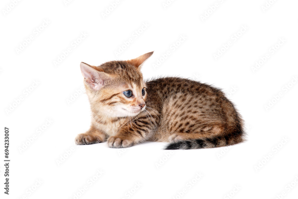 Purebred smooth-haired cat on a white isolated background Purebred smooth-haired cat on a white isolated background