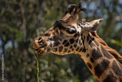 Giraffe with tufted horns chewing on grass. © Jake