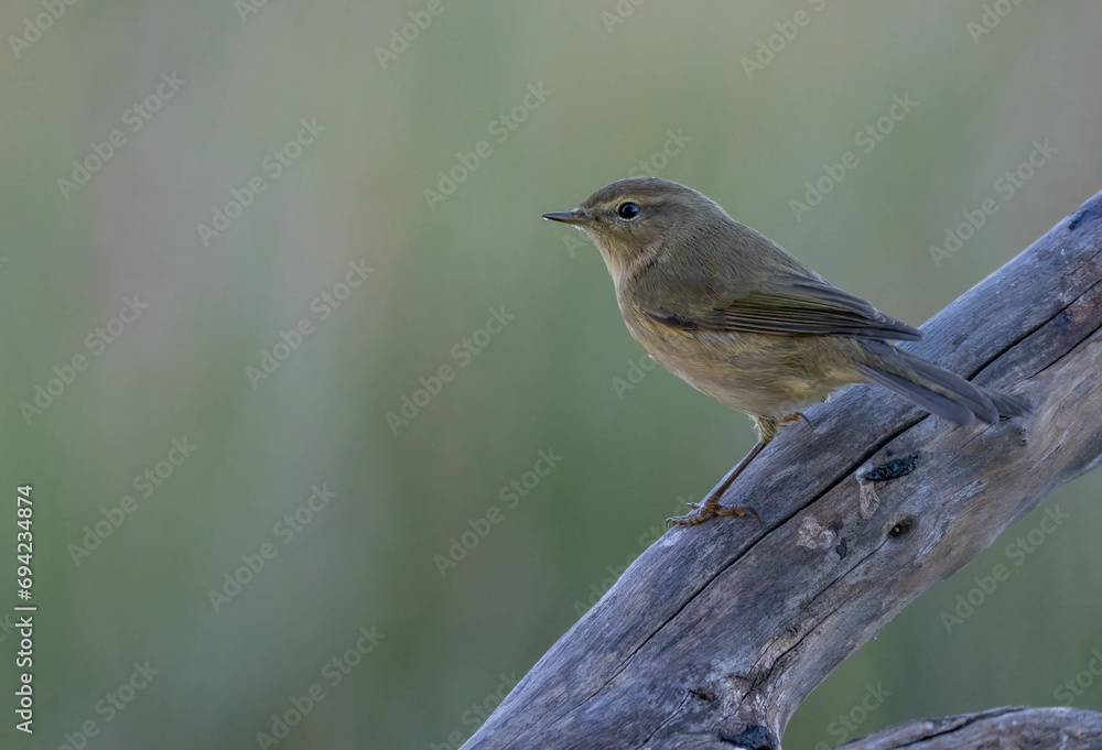 Obraz premium common chiffchaff on the branch