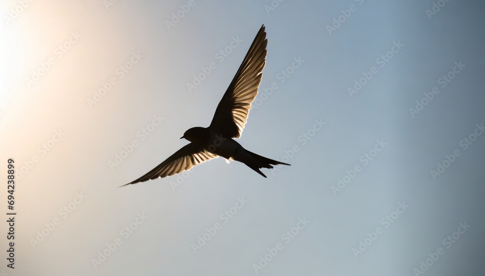flying swallow in flight flying swallow in flight