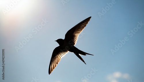 swallow in the sky