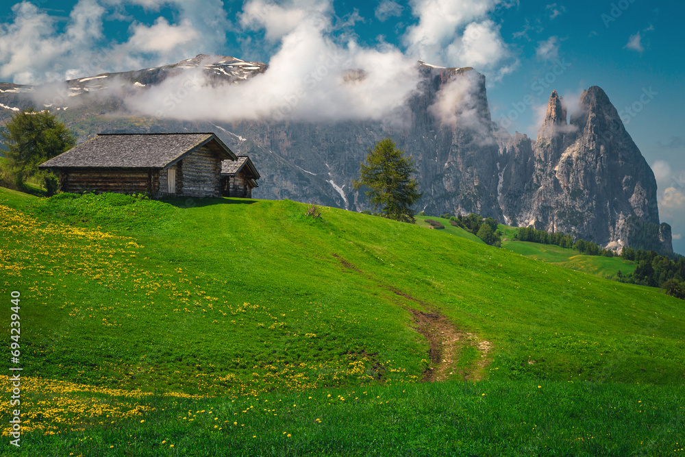 Blooming yellow dandelions on the green fields, Dolomites, Italy