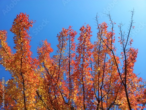 청명한 가을 하늘, 가을 단풍 - autumn foliage