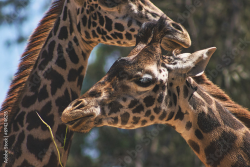 Two giraffes interacting in natural habitat.